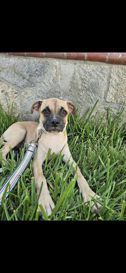 Enlarge BENNY, a Adoptable mixed breed in Langley, BC image 4/4