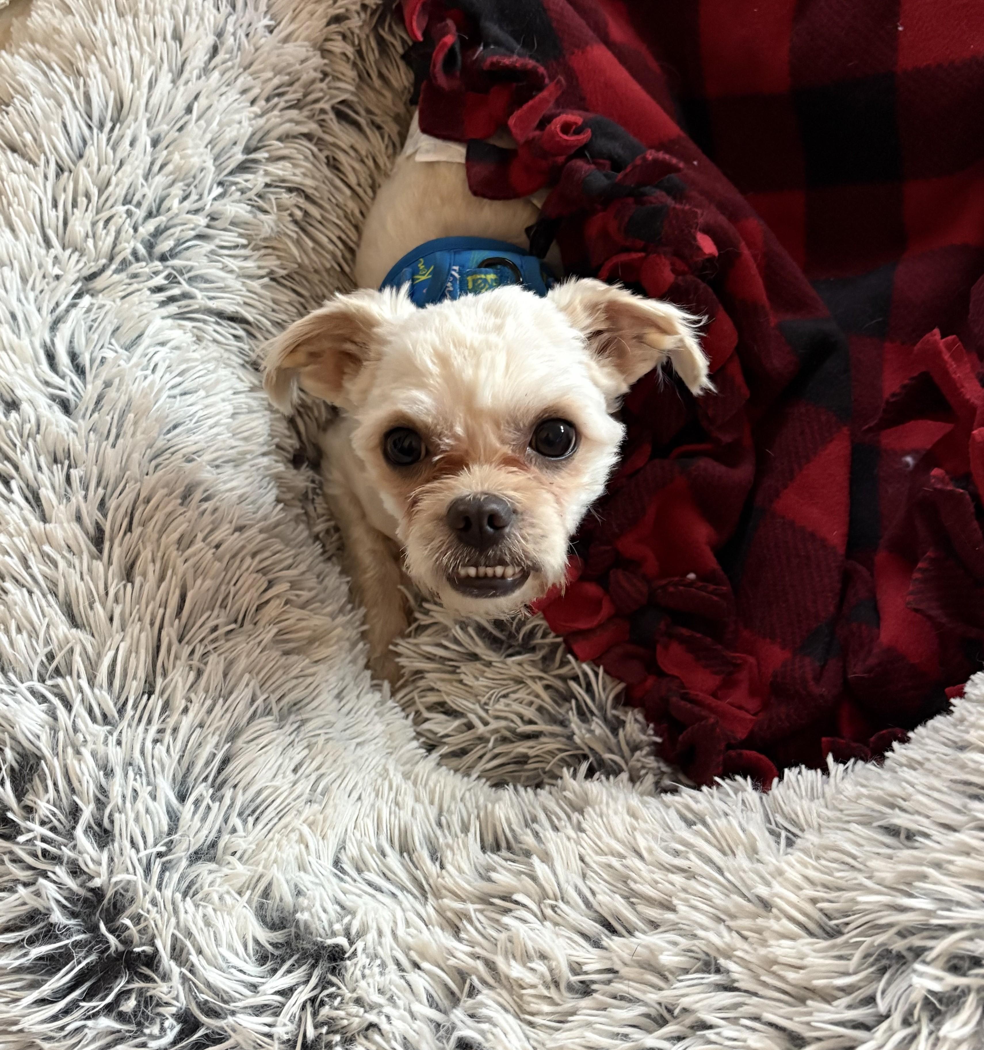 Barnaby, adoptable, Senior Male Maltese & Mixed Breed.