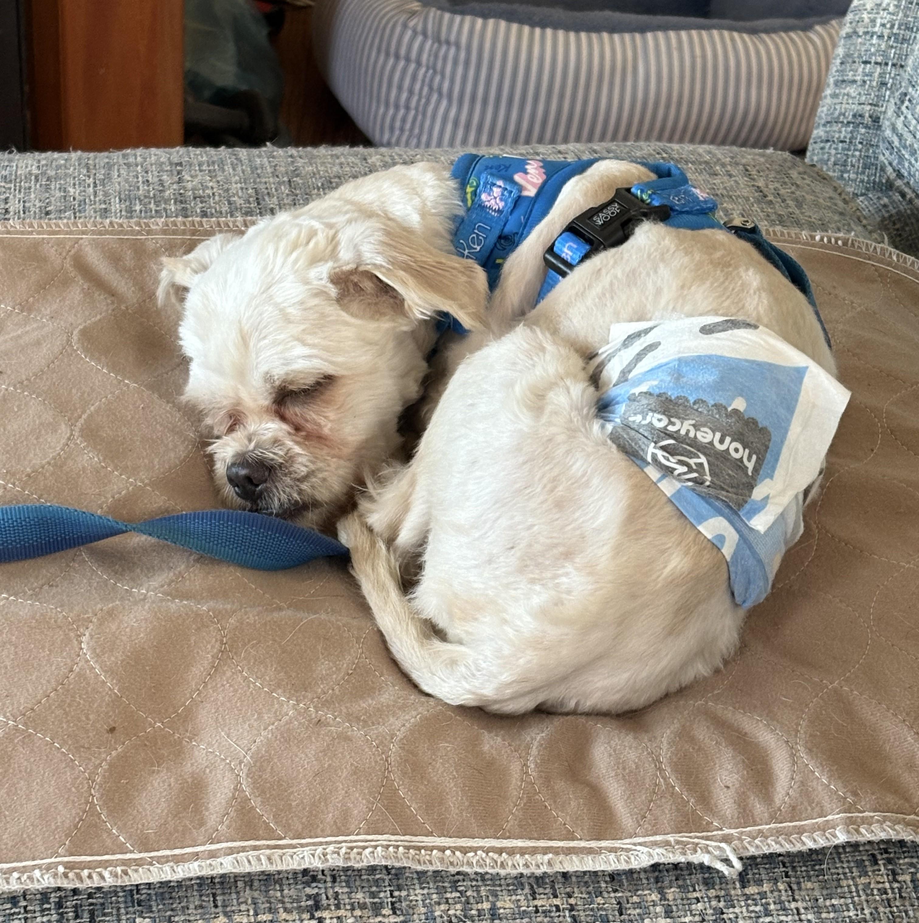 Barnaby, an adoptable mixed breed image 2/5