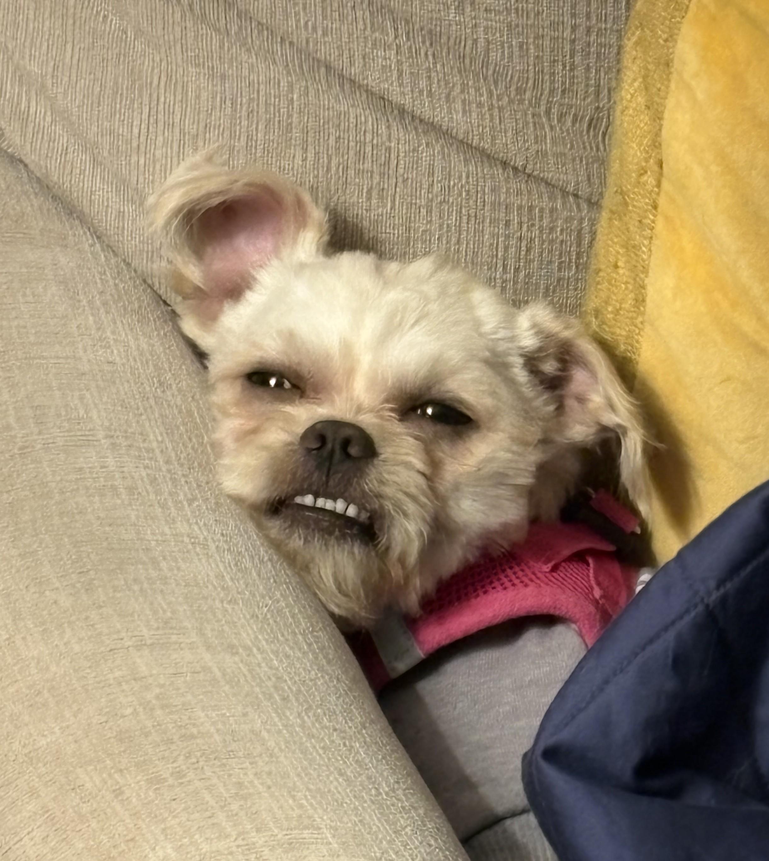 Barnaby, an adoptable mixed breed image 3/5