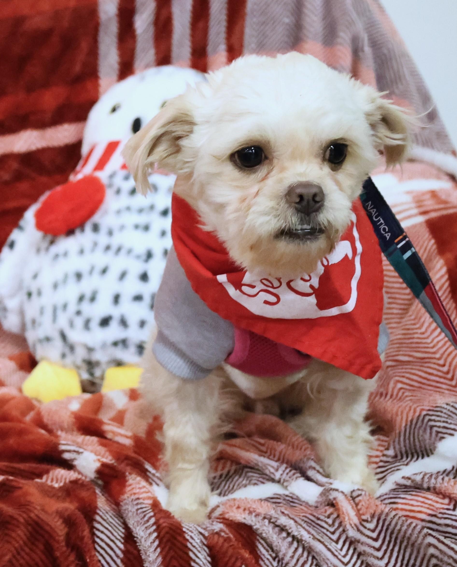Barnaby, adoptable, Senior Male Maltese & Mixed Breed.