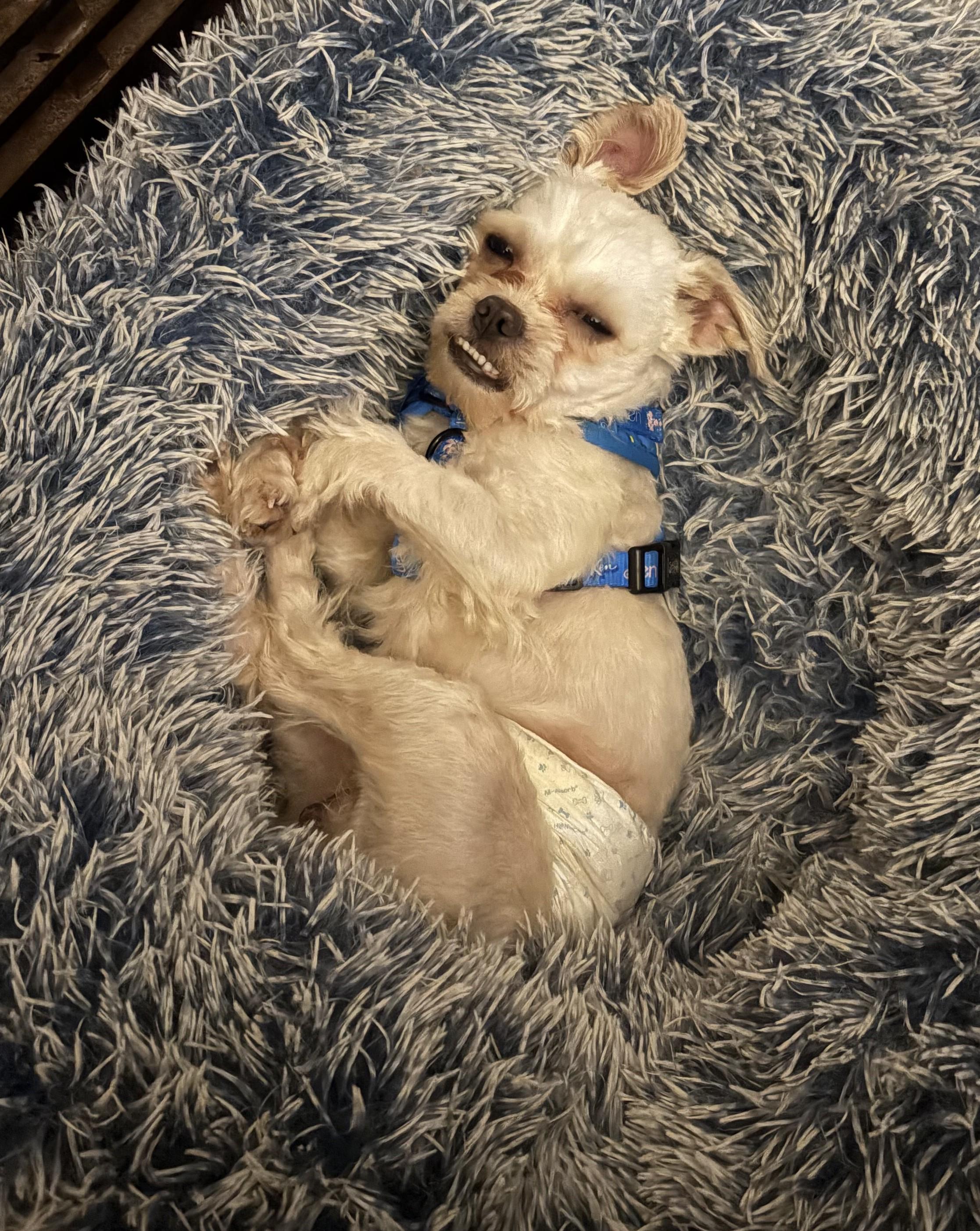 Barnaby, an adoptable mixed breed image 4/5