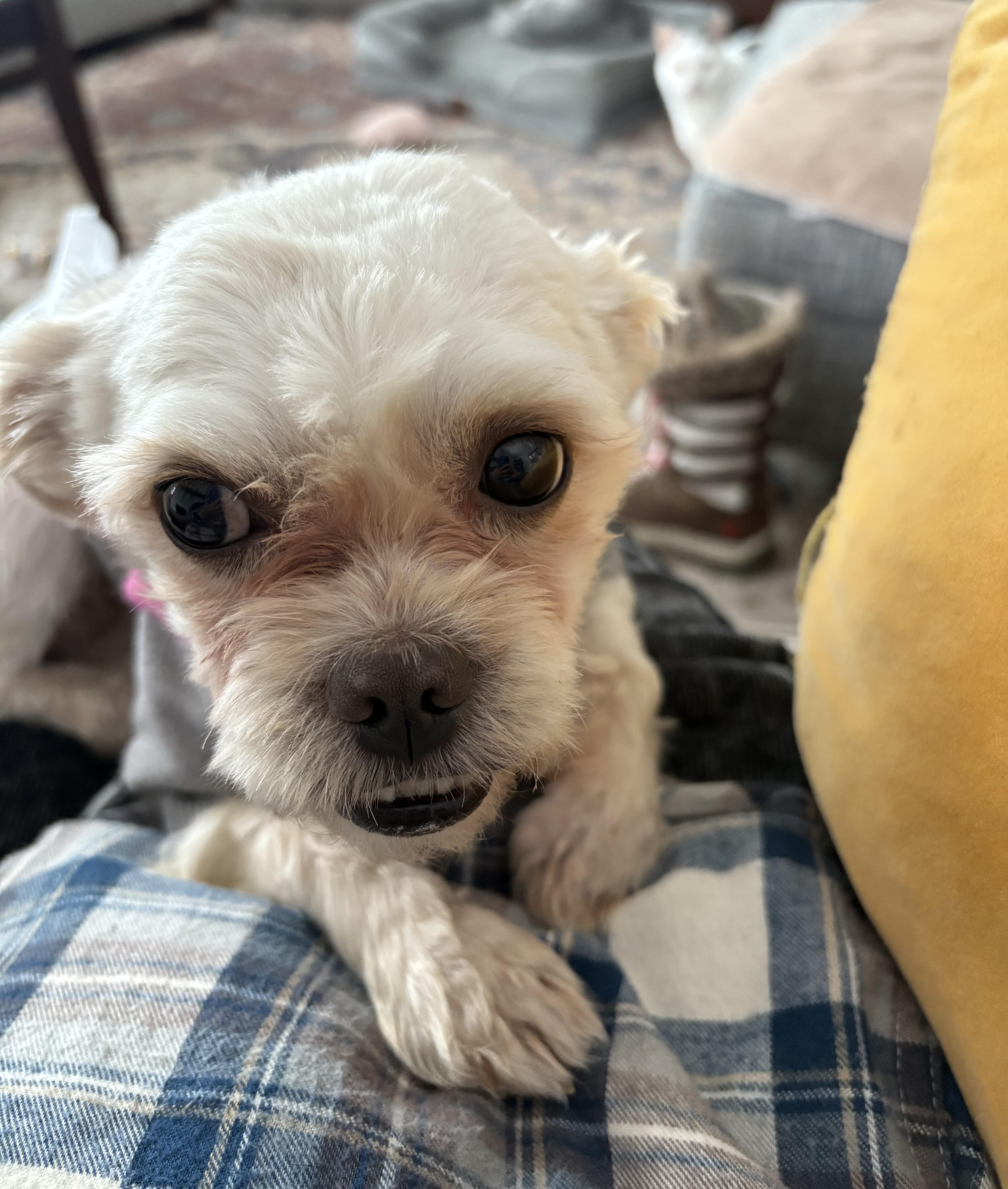 Barnaby, an adoptable mixed breed image 5/5