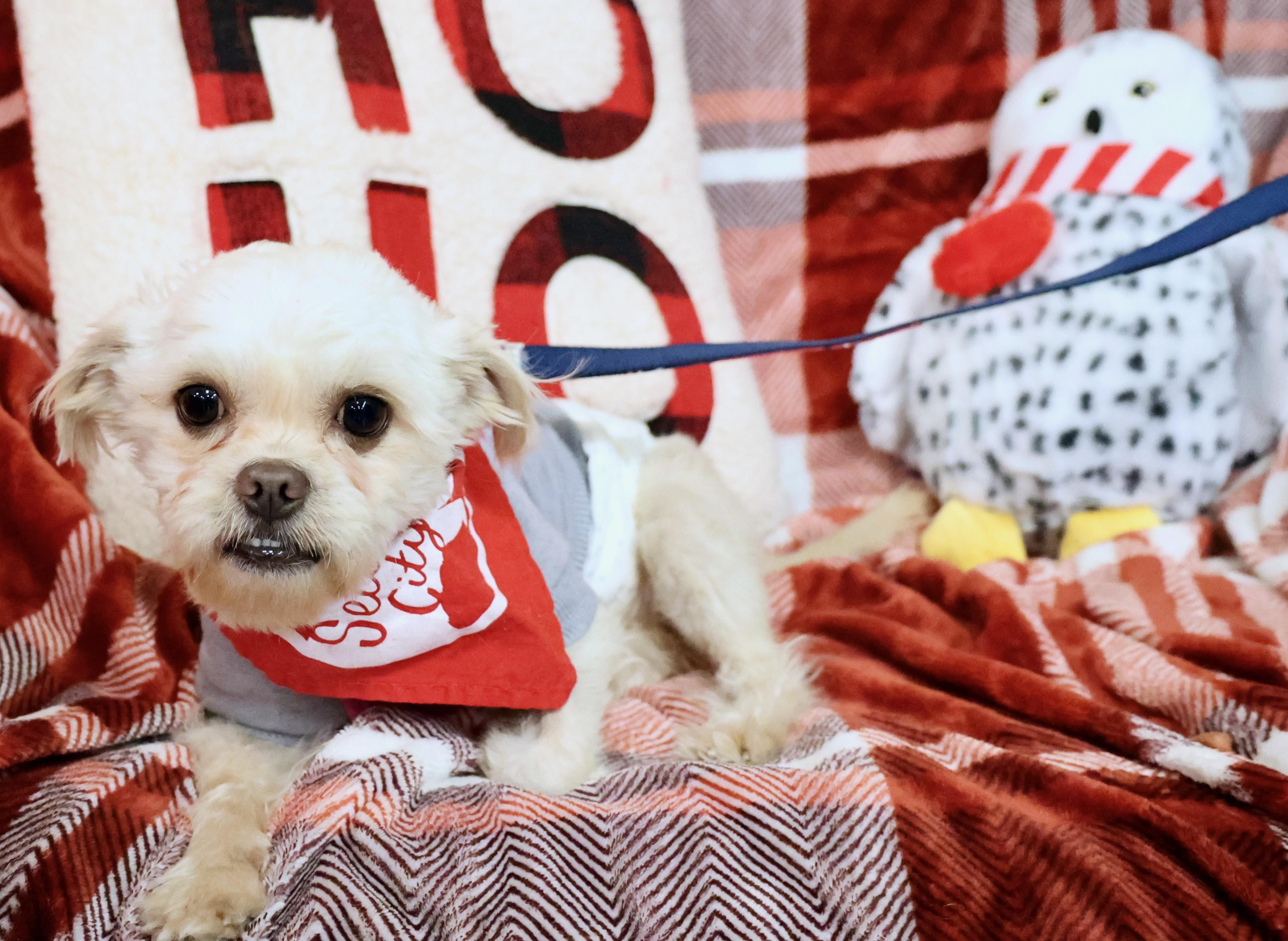 Enlarge Barnaby, an adoptable mixed breed in Palatine, IL image 3/5