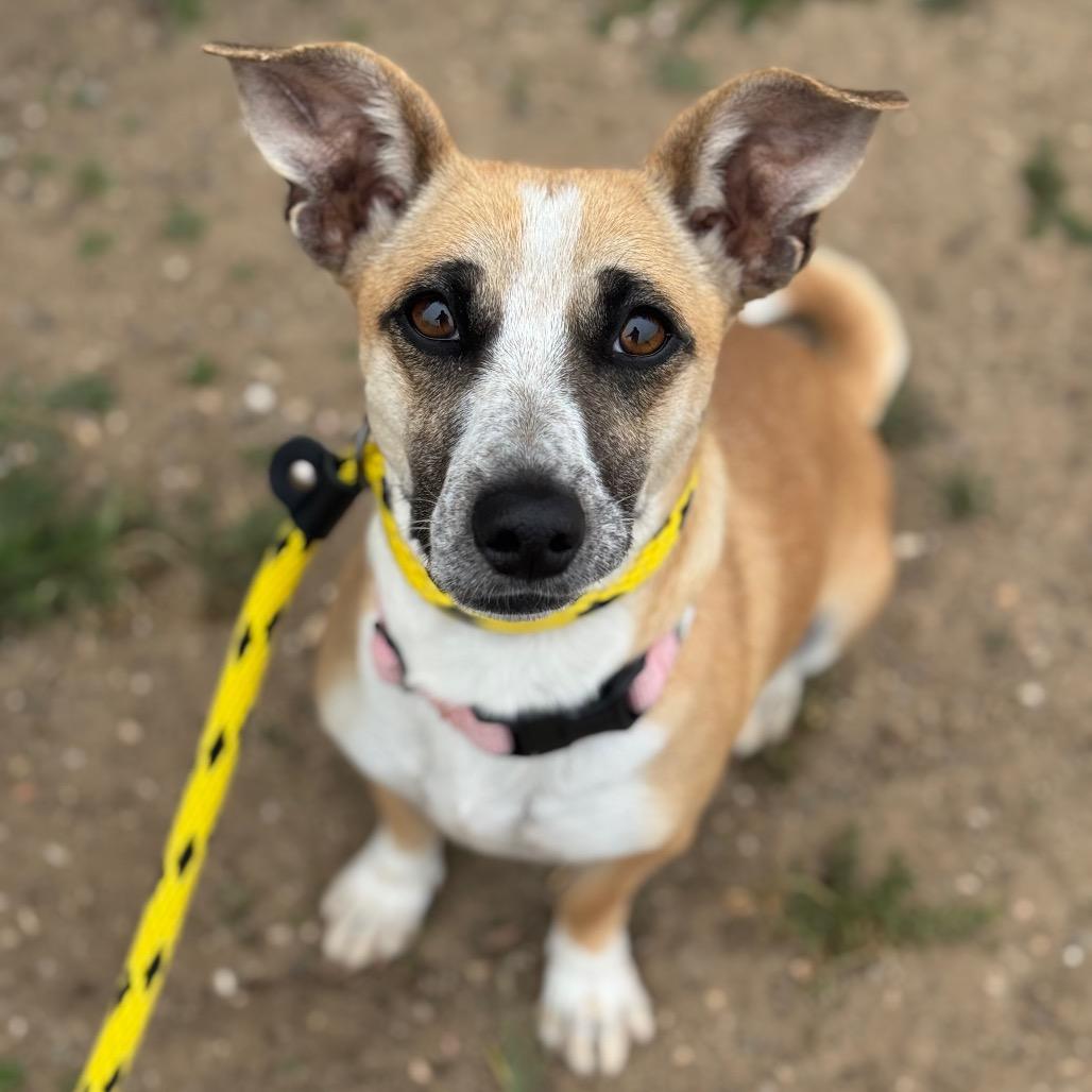 Enlarge Charlotte, a Adoptable mixed breed in Santa Barbara, CA image 1/6