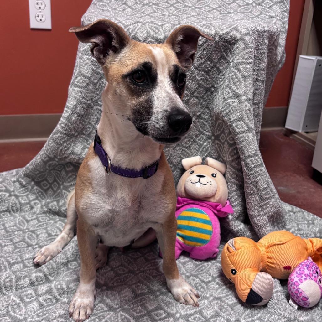 Enlarge Charlotte, a Adoptable mixed breed in Santa Barbara, CA image 2/6