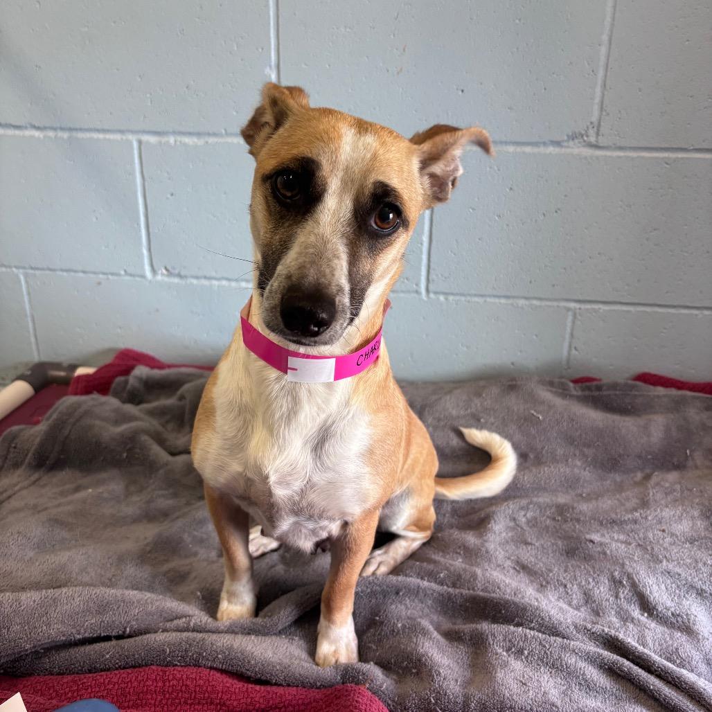 Enlarge Charlotte, a Adoptable mixed breed in Santa Barbara, CA image 3/6