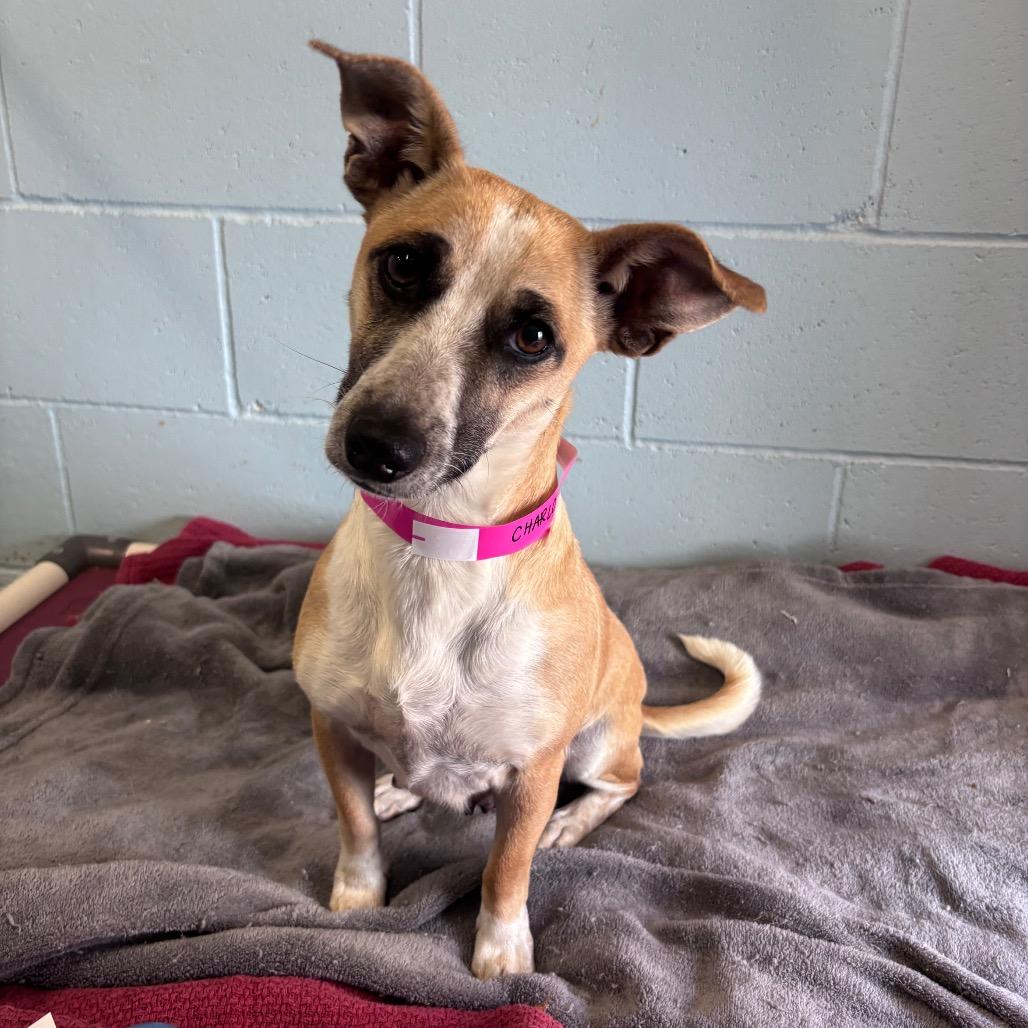 Enlarge Charlotte, a Adoptable mixed breed in Santa Barbara, CA image 4/6