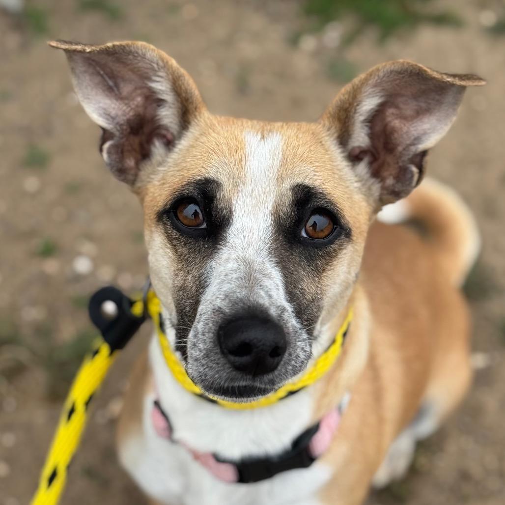 Enlarge Charlotte, a Adoptable mixed breed in Santa Barbara, CA image 5/6