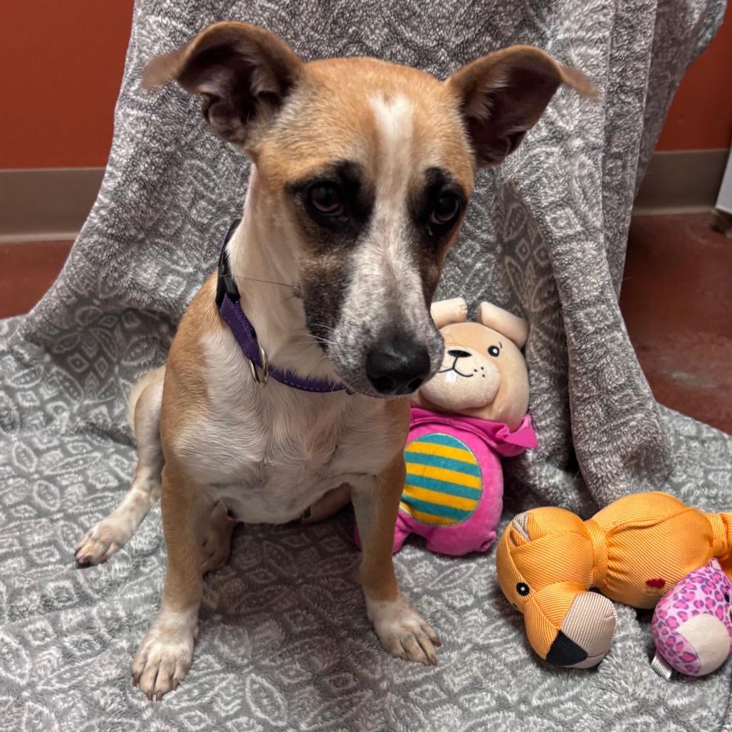 Enlarge Charlotte, a Adoptable mixed breed in Santa Barbara, CA image 6/6