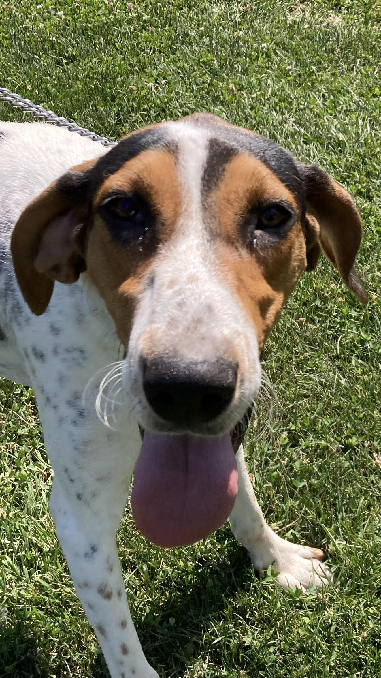 Waldo, Adoptable, Young Male Treeing Walker Coonhound.