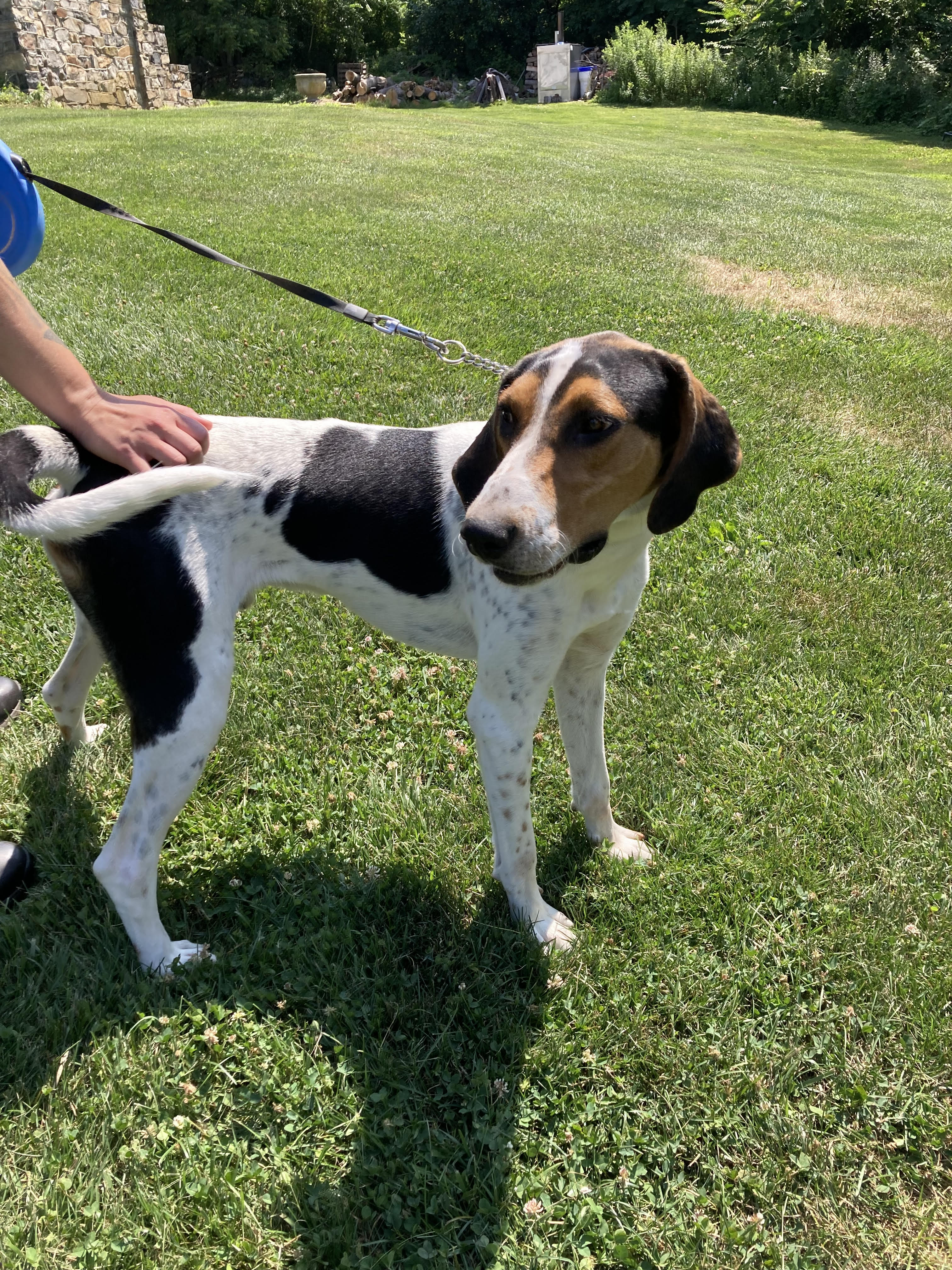 Waldo, a Adoptable Treeing Walker Coonhound in Silver Spring, MD image 2/4