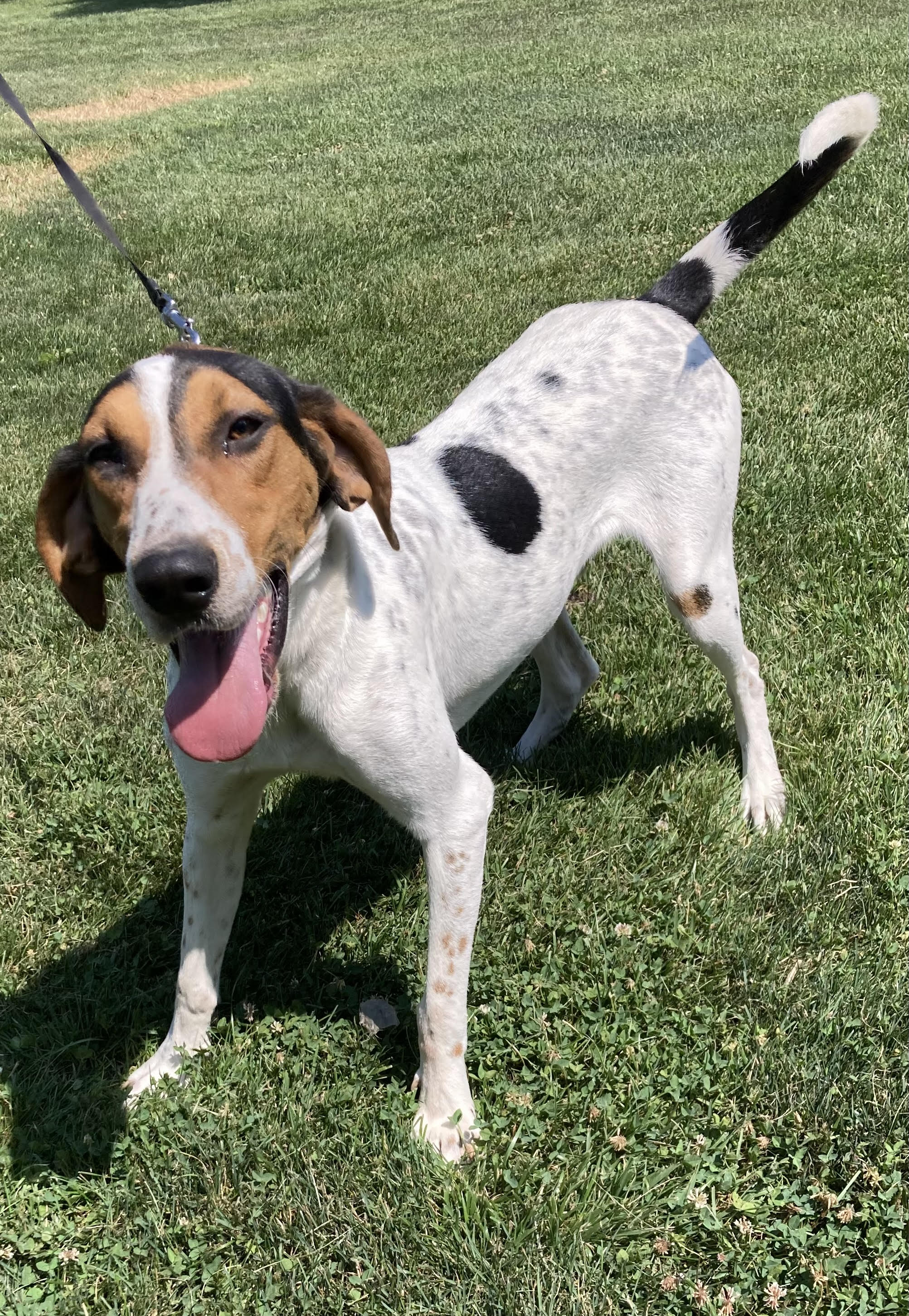 Waldo, a Adoptable Treeing Walker Coonhound in Silver Spring, MD image 3/4