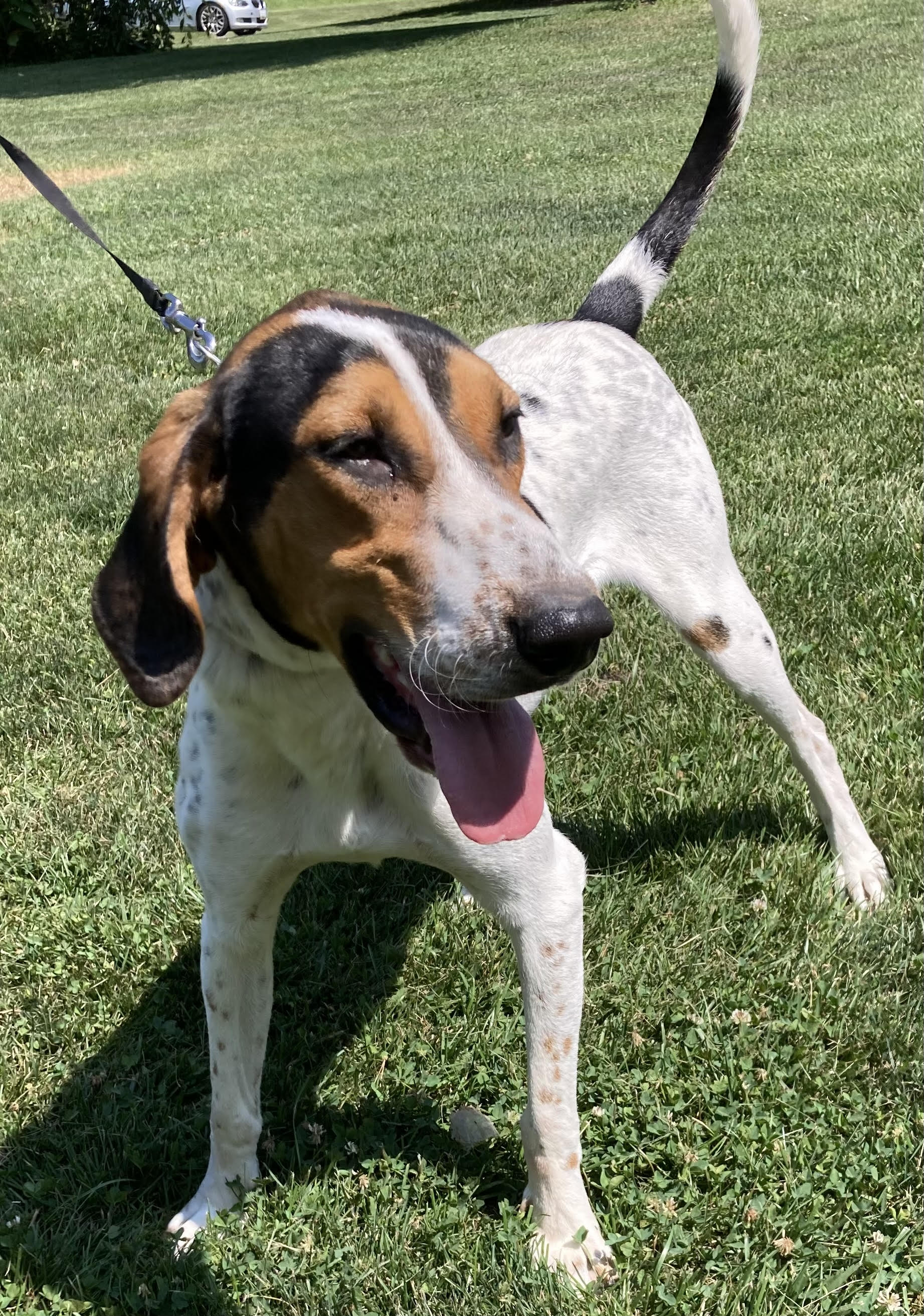 Waldo, a Adoptable Treeing Walker Coonhound in Silver Spring, MD image 4/4