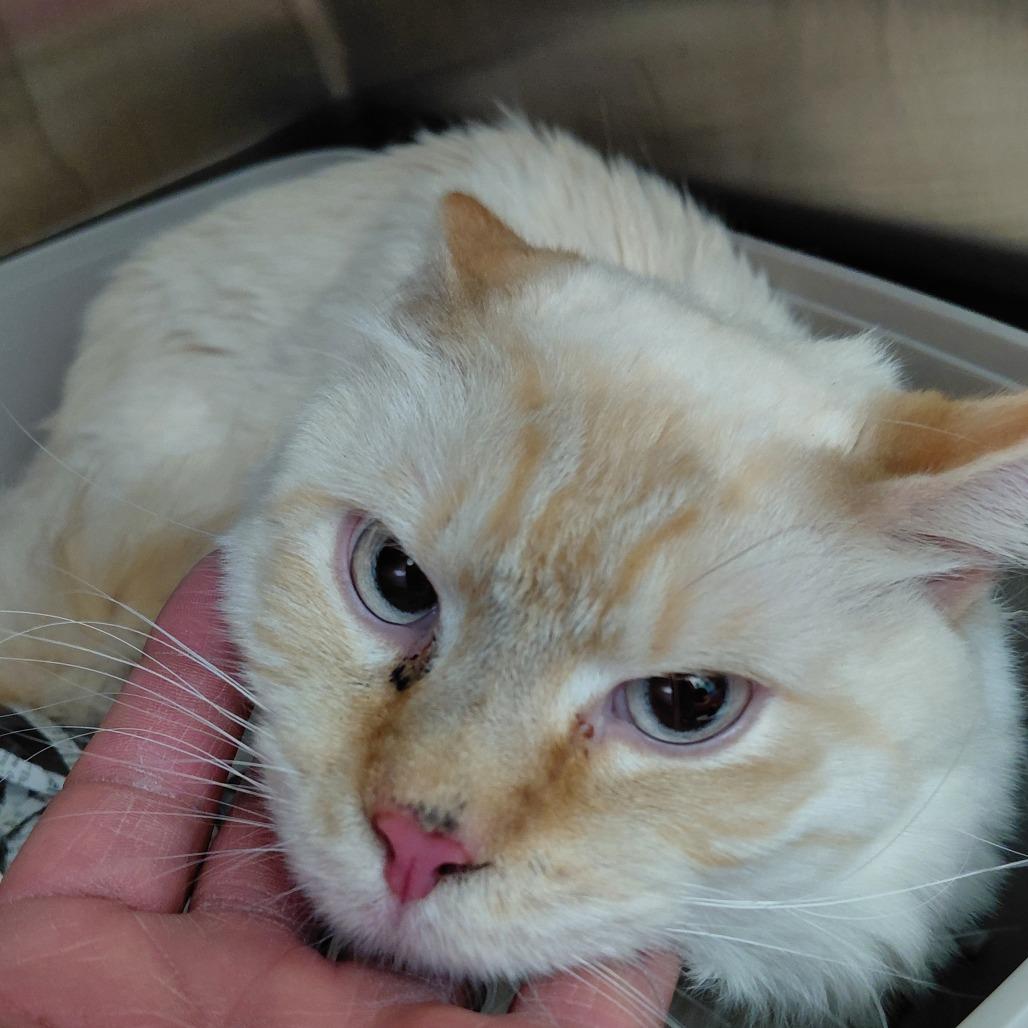 Enlarge Rico, a Adoptable Domestic Long Hair in Philadelphia, PA image 2/2