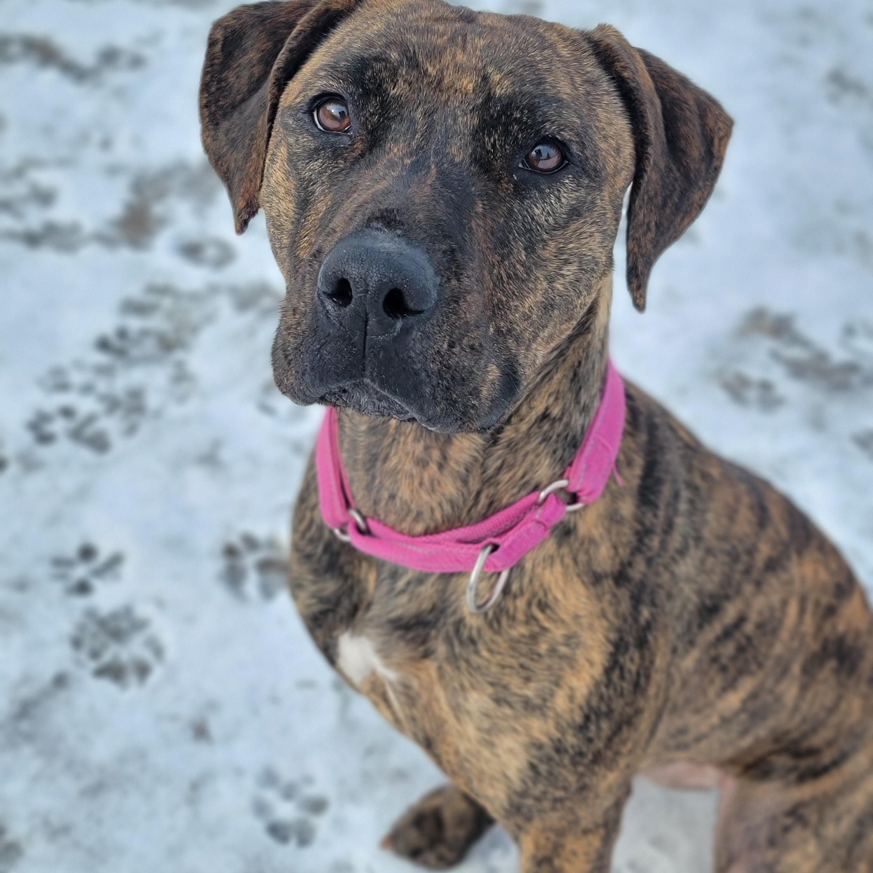 Enlarge Athena, a Adoptable mixed breed in Hornell, NY image 2/2