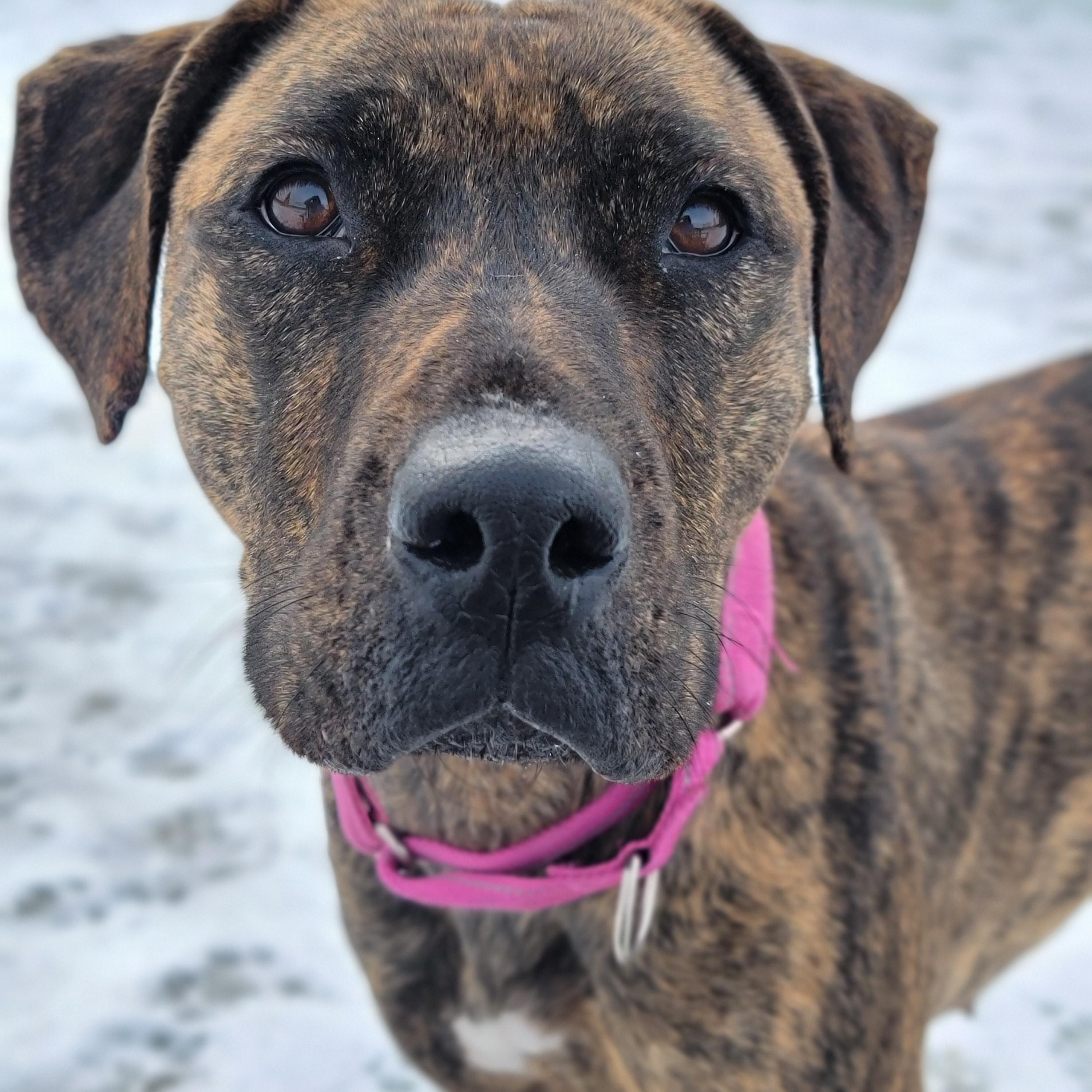 Athena, Adoptable, Adult Female Hound & Plott Hound.