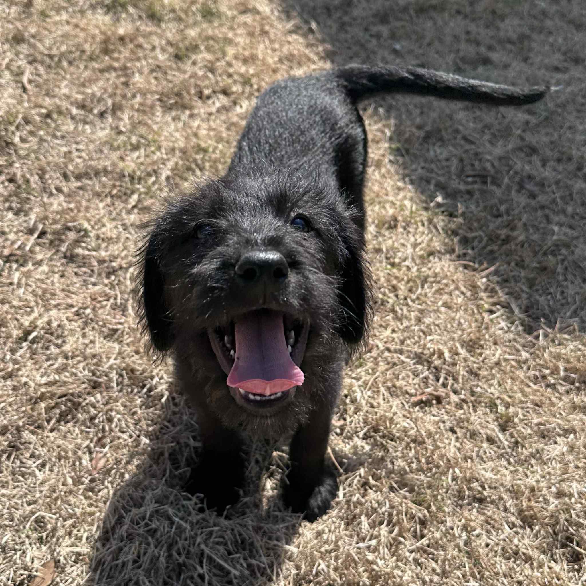 Enlarge Costello, a ADOPTABLE mixed breed in Berwick, ME image 3/5