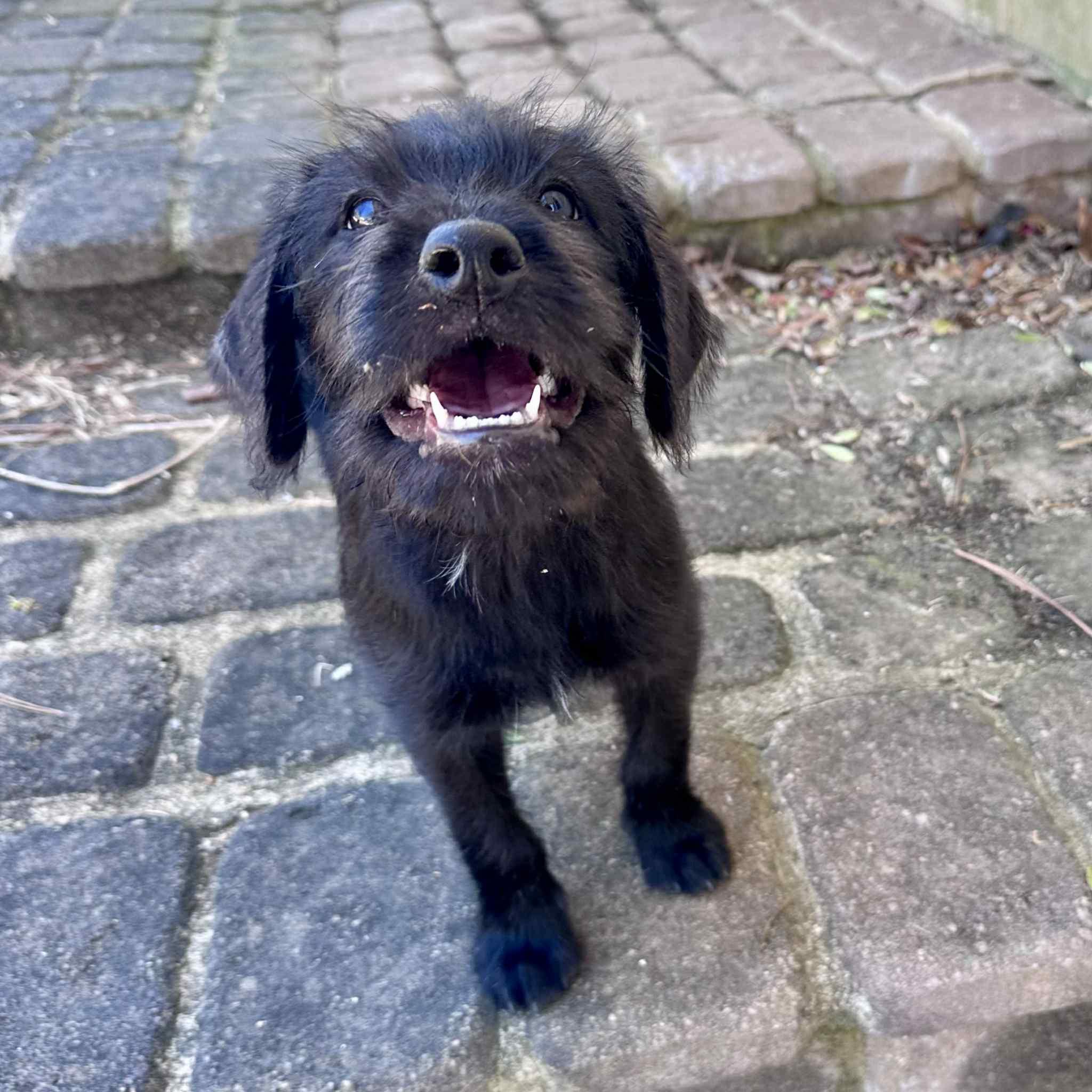 Costello, ADOPTABLE, Puppy Male Labradoodle.