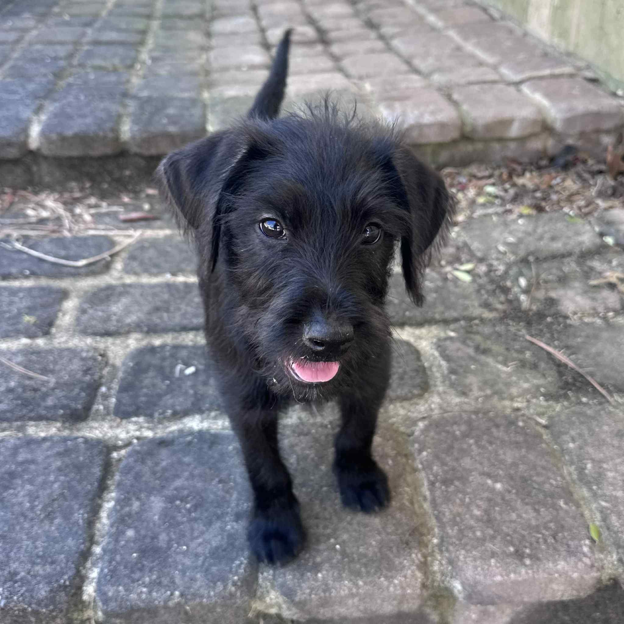 Enlarge Costello, a ADOPTABLE mixed breed in Berwick, ME image 5/5
