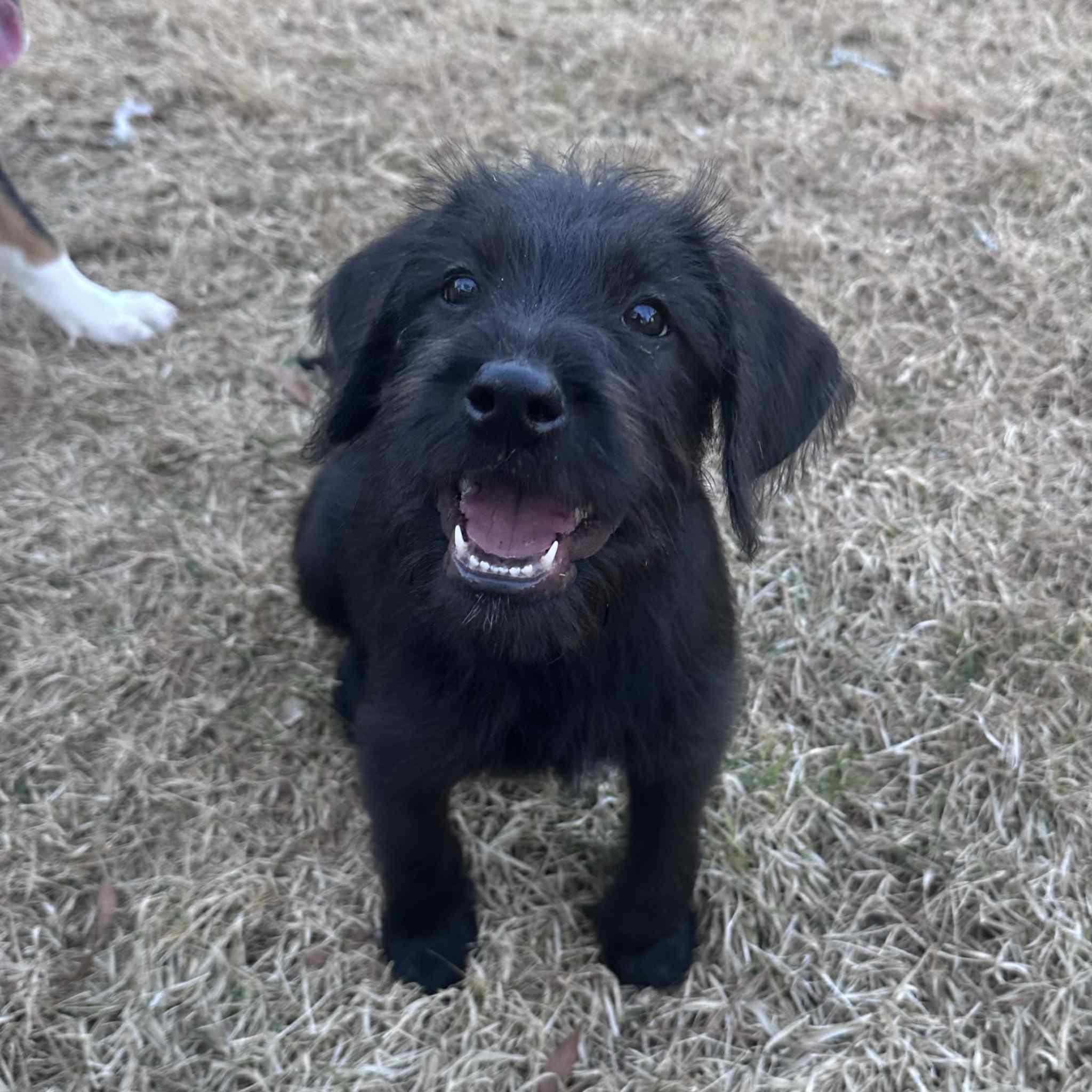 Enlarge Costello, a ADOPTABLE mixed breed in Berwick, ME image 4/5