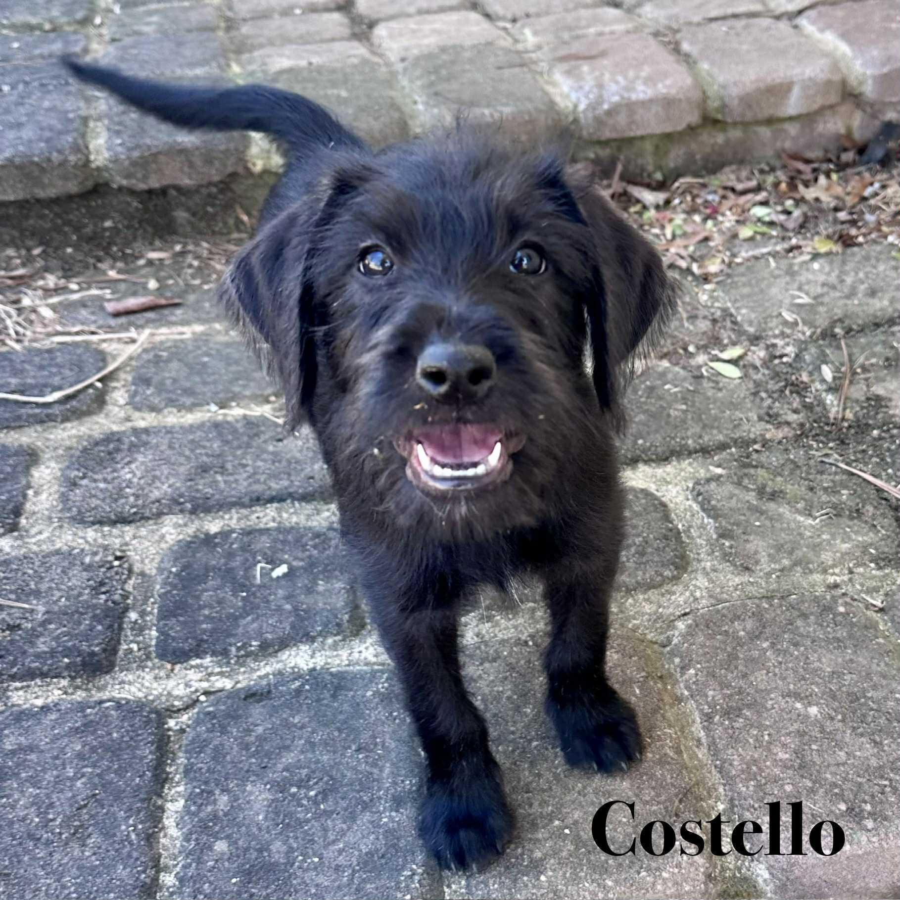 Enlarge Costello, a ADOPTABLE mixed breed in Berwick, ME image 2/5