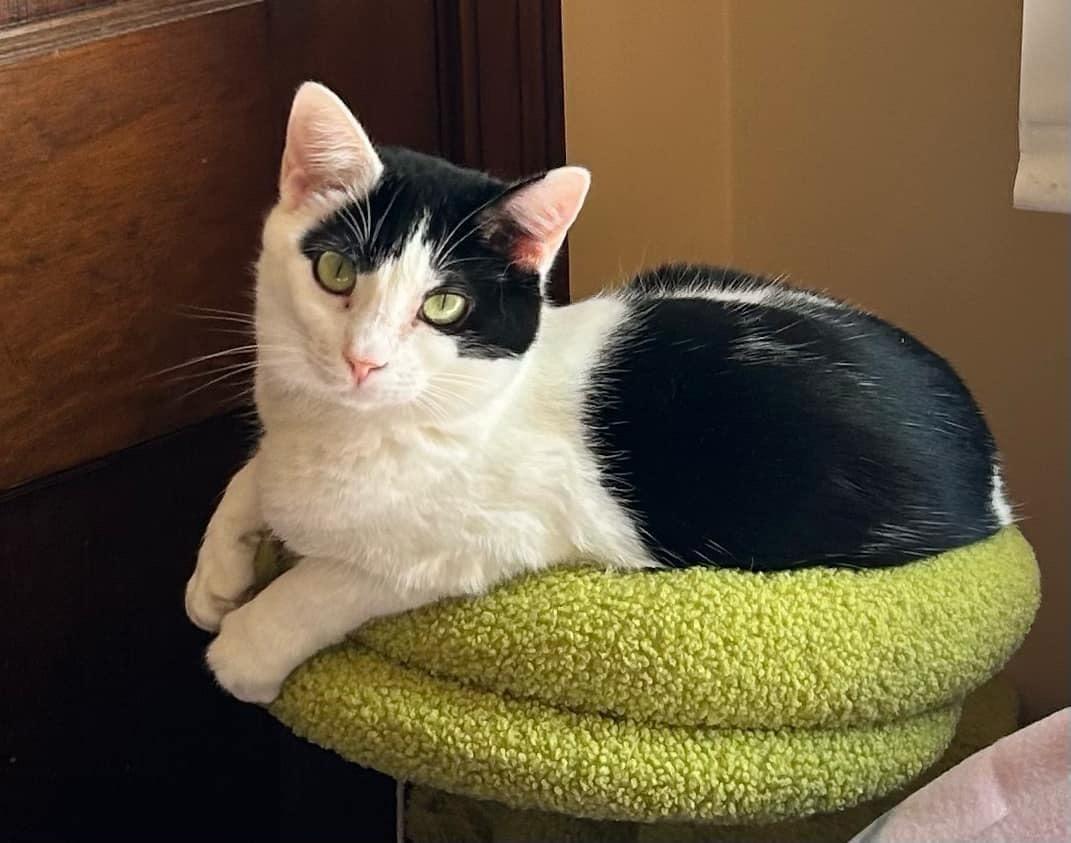 Mindy, a Adoptable Domestic Short Hair in Janesville , WI image 1/6