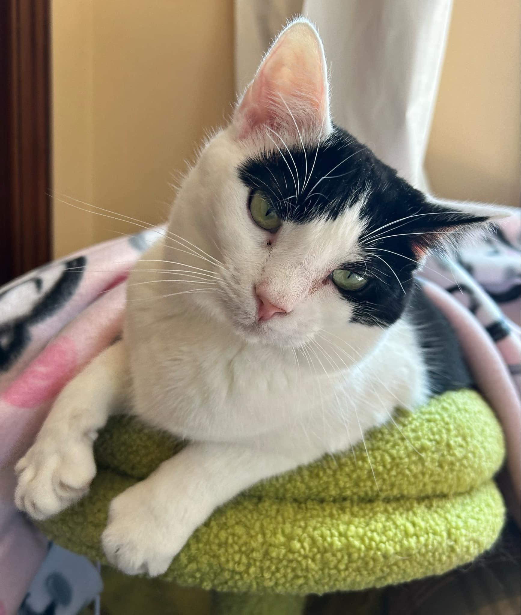 Mindy, a Adoptable Domestic Short Hair in Janesville , WI image 2/6