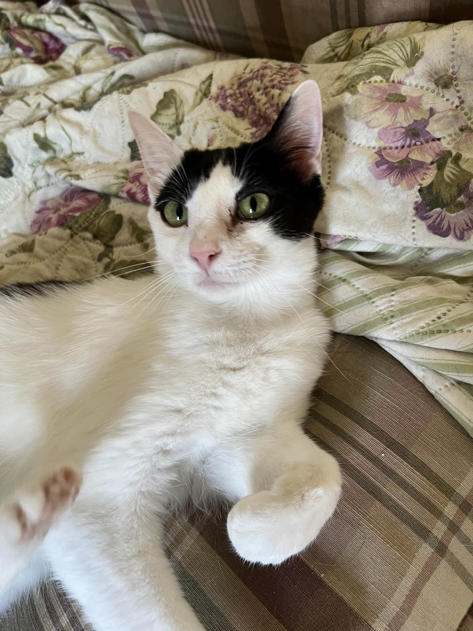 Mindy, a Adoptable Domestic Short Hair in Janesville , WI image 3/6