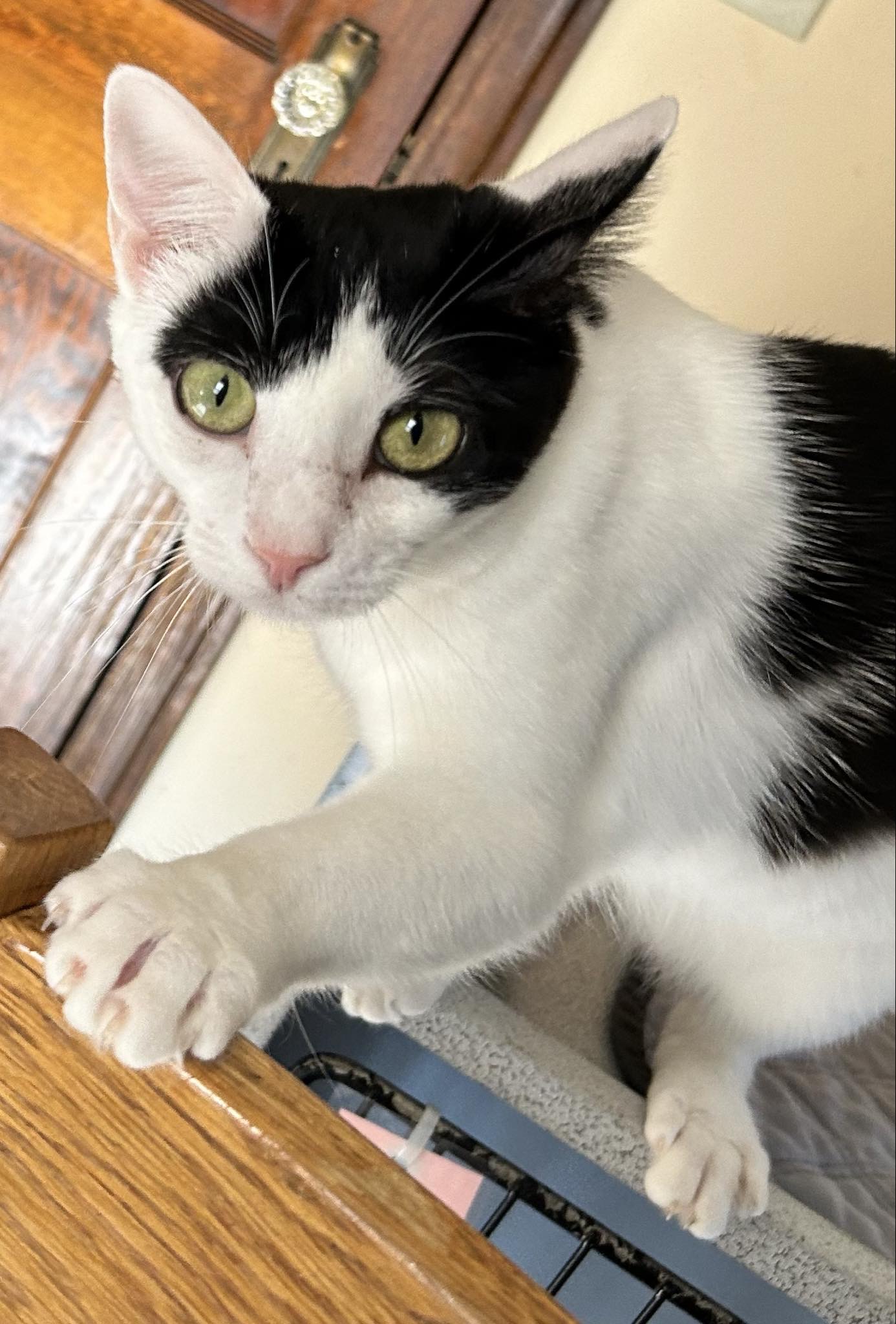 Mindy, a Adoptable Domestic Short Hair in Janesville , WI image 6/6