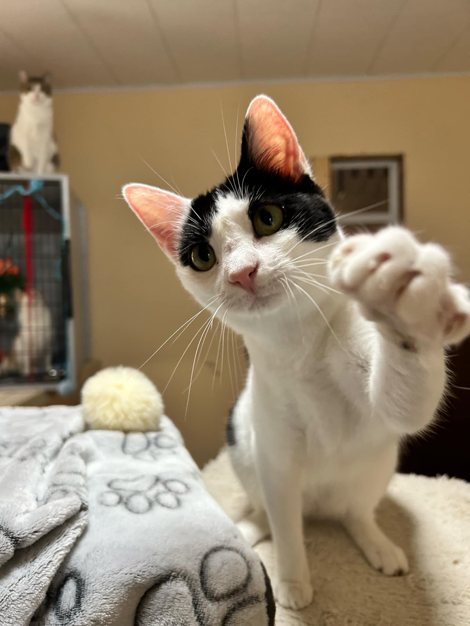 Mindy, a Adoptable Domestic Short Hair in Janesville , WI image 4/6