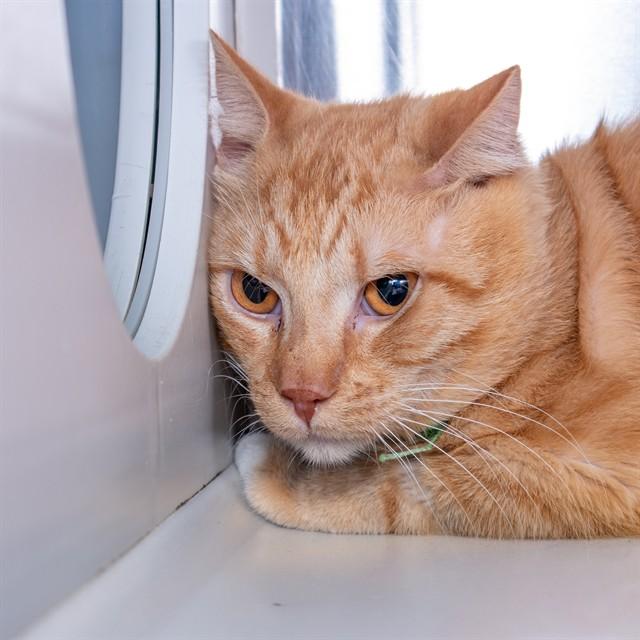 Enlarge LARRY, a Adoptable Domestic Short Hair in St. Louis, MO image 1/1