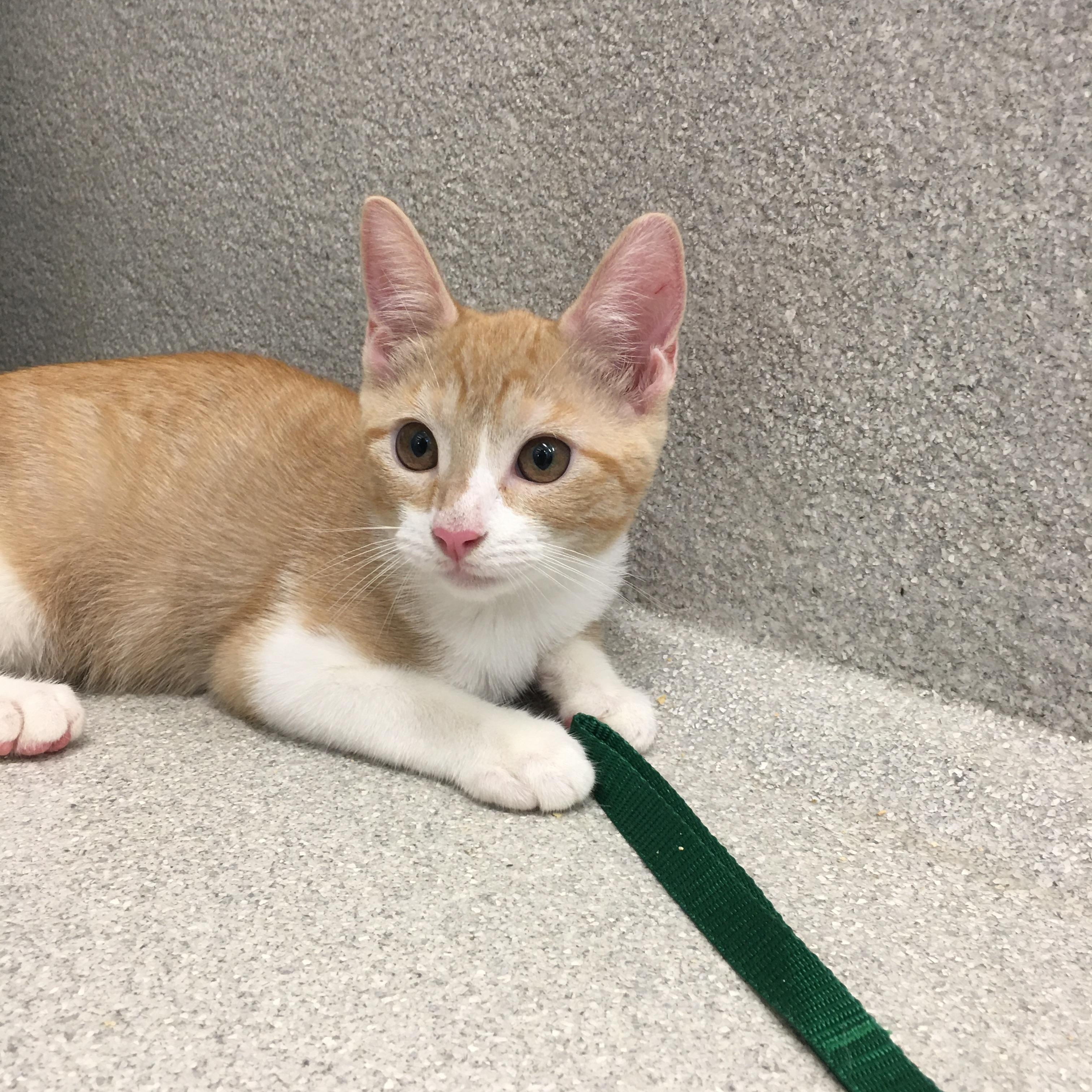 Apple Jacks, ADOPTABLE, Kitten Female Domestic Short Hair.