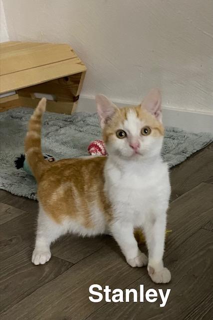 Stanley , ADOPTABLE, Kitten Male Domestic Short Hair.