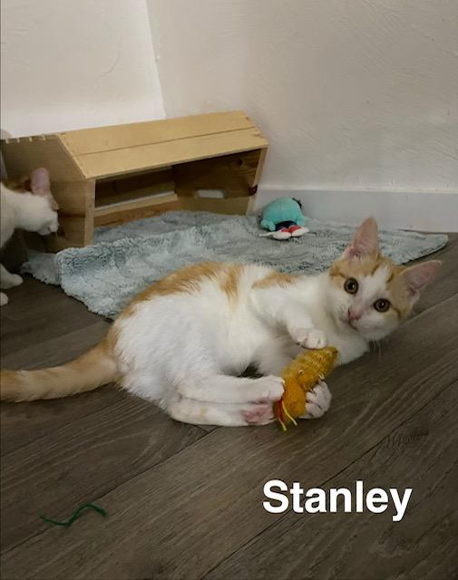Enlarge Stanley , a ADOPTABLE Domestic Short Hair in Gardnerville, NV image 4/4