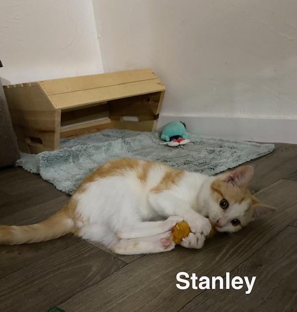 Enlarge Stanley , a ADOPTABLE Domestic Short Hair in Gardnerville, NV image 2/4