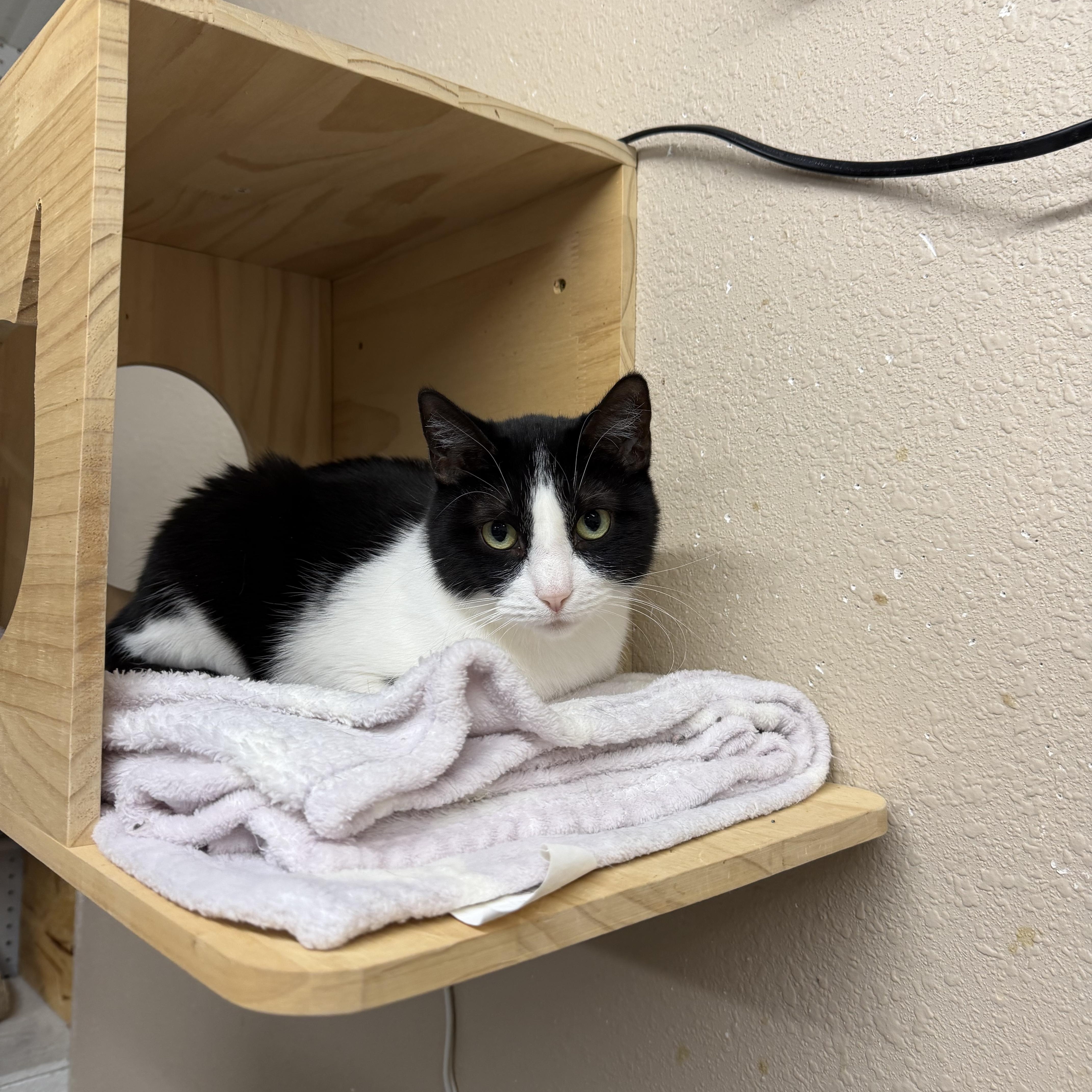 Enlarge Sam , a ADOPTABLE Domestic Short Hair in Mauston, WI image 1/1