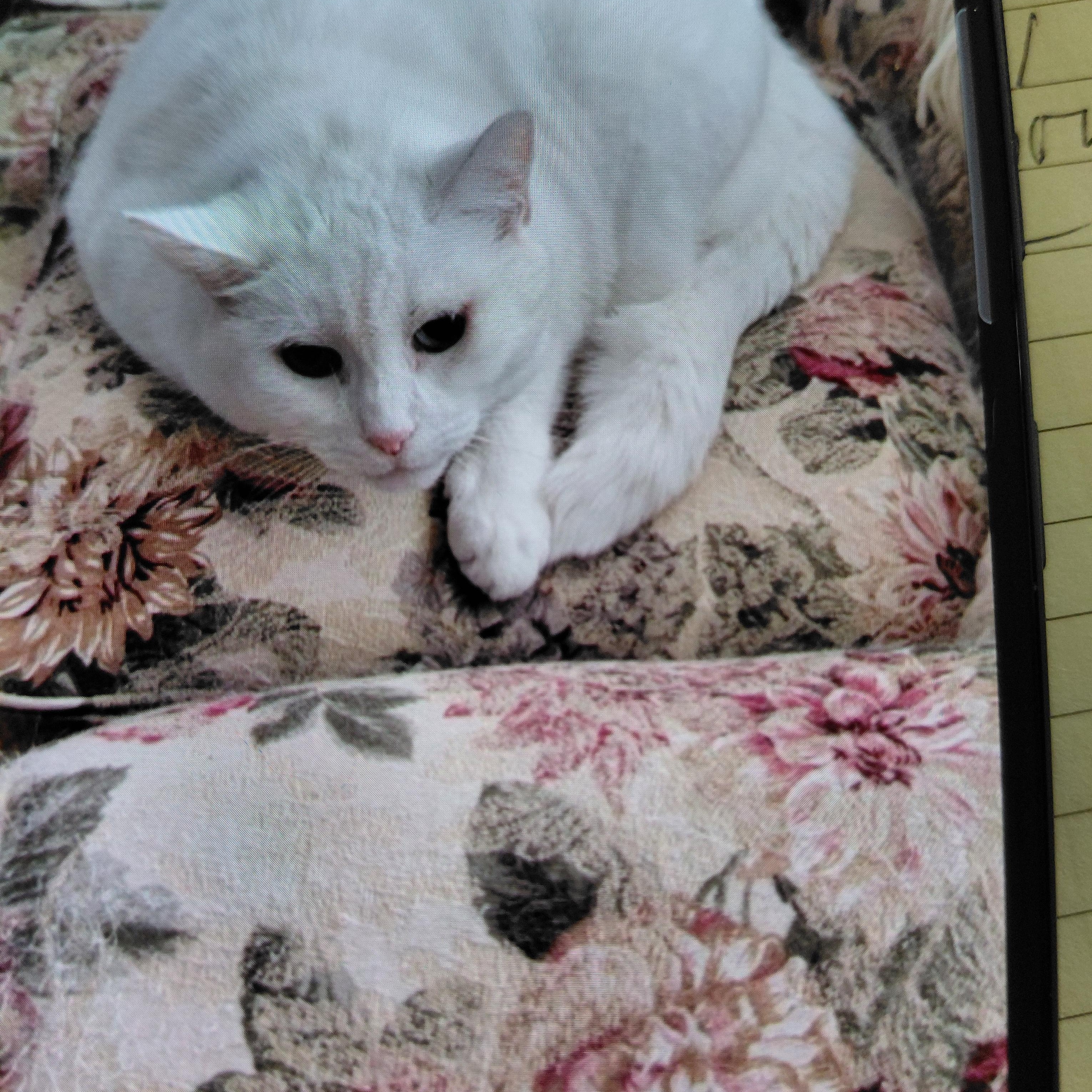 Frosty (Courtesy Post), adopted, Senior Male Domestic Short Hair.