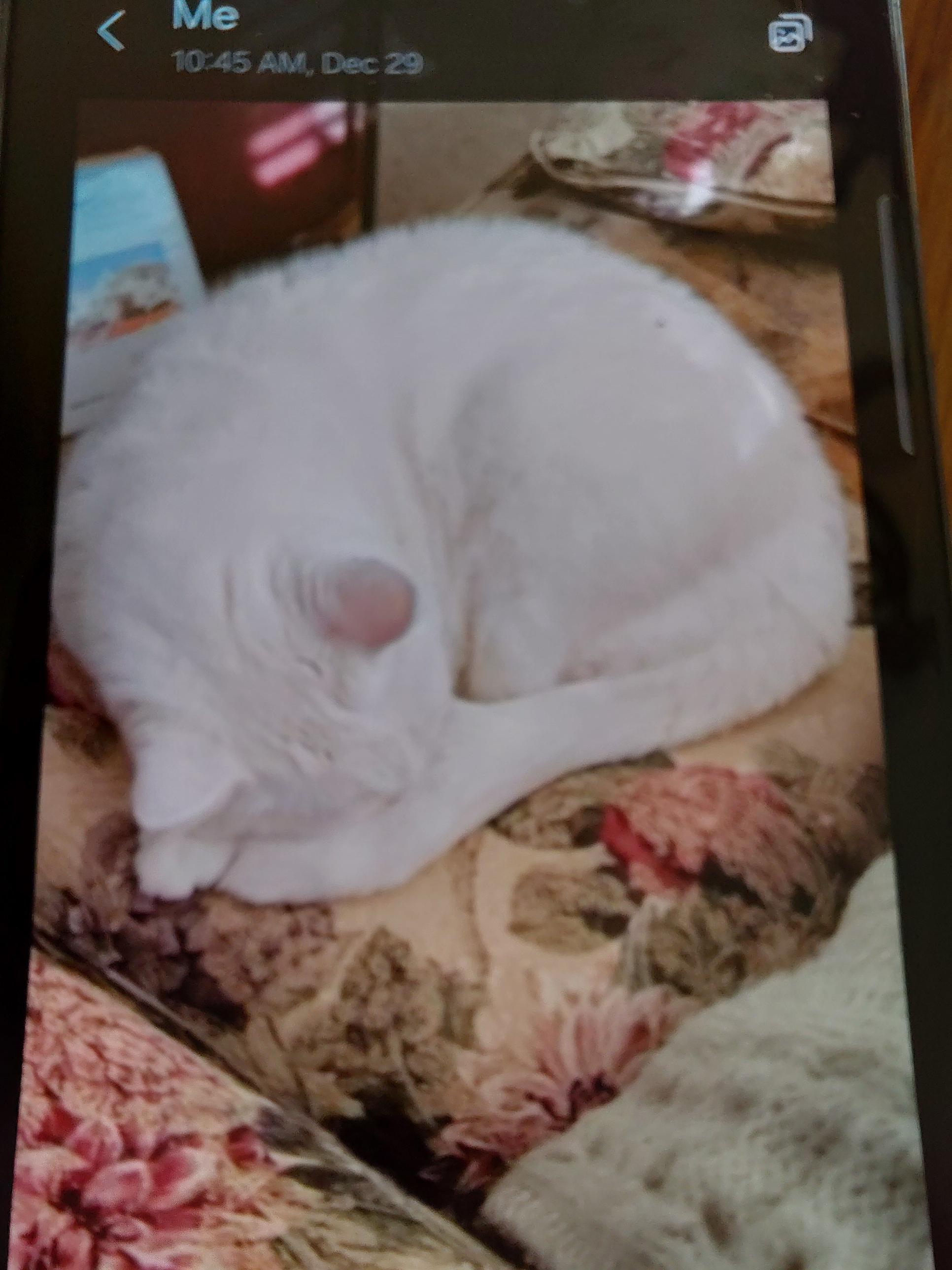 Enlarge Frosty (Courtesy Post), an adopted Domestic Short Hair in Talbott, TN image 2/2