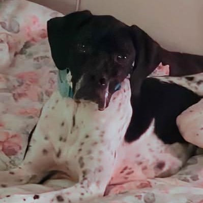 Peter, ADOPTABLE, Adult Male English Pointer.