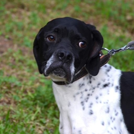Peter, ADOPTABLE, Adult Male English Pointer.
