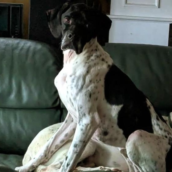 Enlarge Peter, a ADOPTABLE English Pointer in Scarborough, ON image 5/6