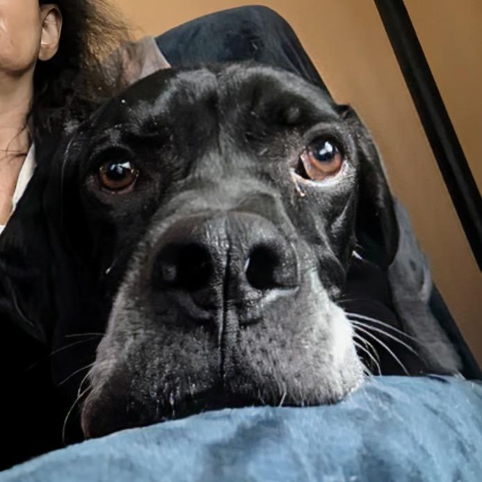 Enlarge Peter, a ADOPTABLE English Pointer in Scarborough, ON image 4/6