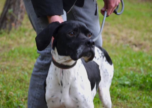 Enlarge Peter, a ADOPTABLE English Pointer in Scarborough, ON image 3/5