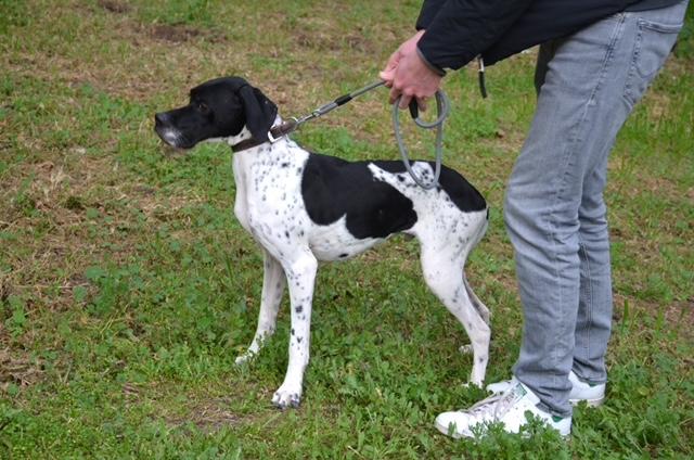 Enlarge Peter, a ADOPTABLE English Pointer in Scarborough, ON image 4/5