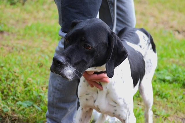 Enlarge Peter, a ADOPTABLE English Pointer in Scarborough, ON image 5/5