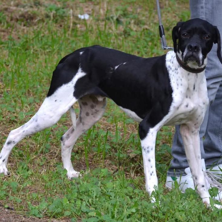 Enlarge Peter, a ADOPTABLE English Pointer in Scarborough, ON image 3/6