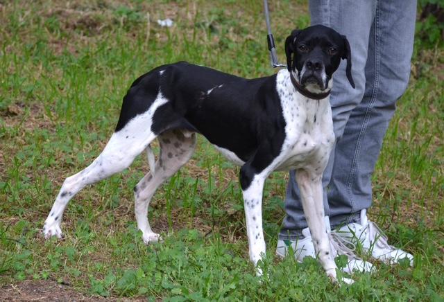 Enlarge Peter, a ADOPTABLE English Pointer in Scarborough, ON image 2/5