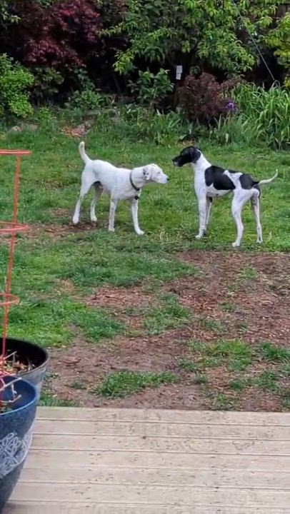Enlarge Peter, a ADOPTABLE English Pointer in Scarborough, ON video 2/6