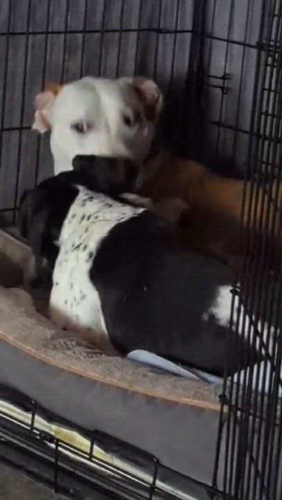 Enlarge Peter, a ADOPTABLE English Pointer in Scarborough, ON video 6/6